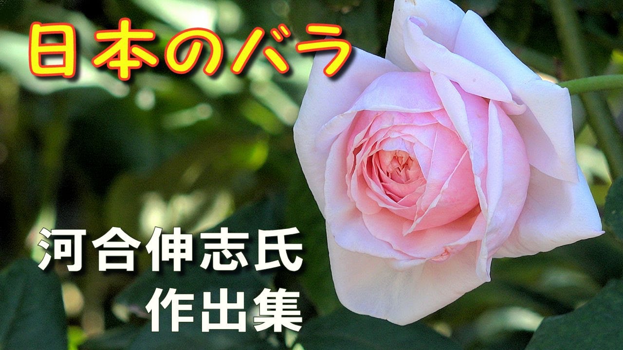 日本のバラ 薔薇 河合伸志 Takashi Kawai 氏作出集 Roses Created By Japanese Breeders とちぎ花センター 栃木県栃木市 4k Youtube