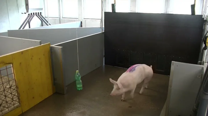 Pigs' time perception: re-testing after six weeks