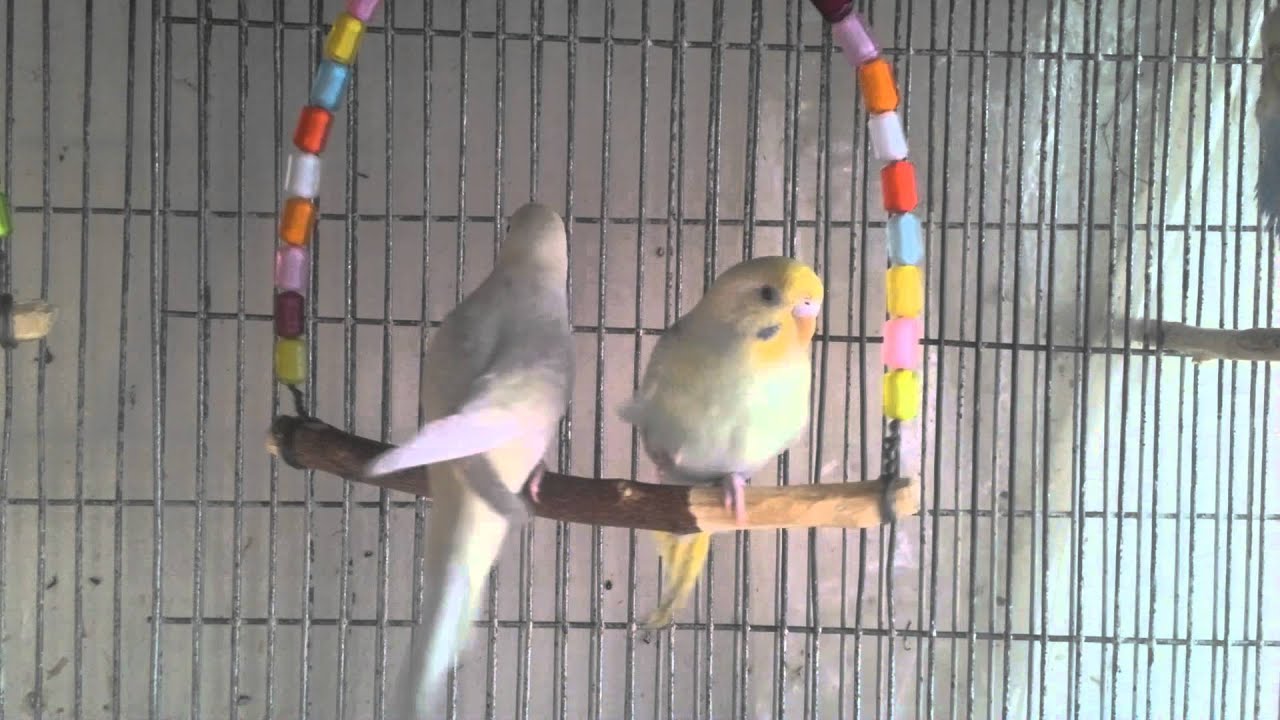 Baby budgies enjoying the swing YouTube