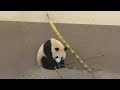 【竹立てかけたら事件が!?】🐼倒れてきたタケノコに驚く桃浜🍑【おねえちゃんパンダ】Giant Panda -Touhin-☆bamboo collapses
