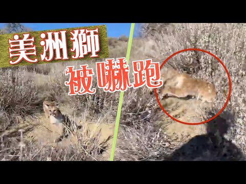 【on.cc東網】登山客遇美洲獅　靠「獅吼功」保命