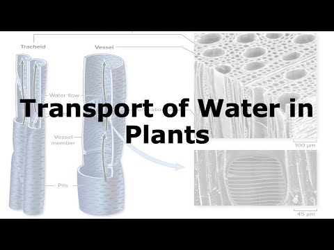 Water Transport in Vascular Plants - YouTube