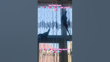 تلاوه خاشعه من الذكر الحكيم #اكسبلور #cutebird #foryou #cuteparrot #birds #طيور