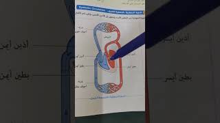 تانية ثانوي : ثانيًا الدورة الجهازية (الجسمية الكبرى) 🌿