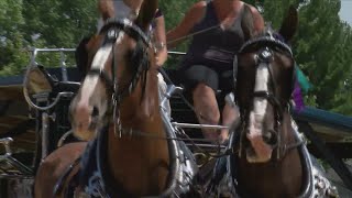 Meet the Belgian horses of Mississippi Valley Fair