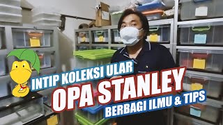 INTIP KOLEKSI ULAR OPA STANLEY! by Nextpets Channel 1,071 views 2 years ago 8 minutes, 33 seconds