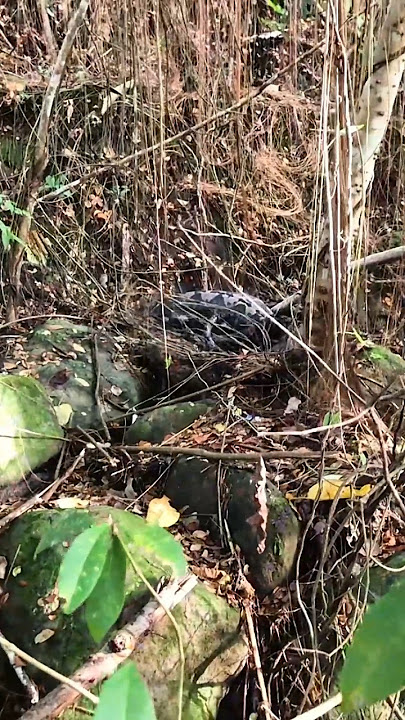 Big python in the forest has difficulty moving because it is full #python #bigsnake #shorts