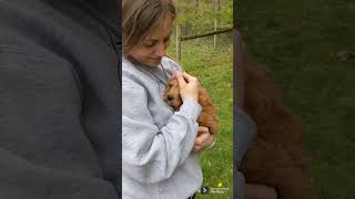 Meet Bud, the Bubbly Cavapoo Puppy!