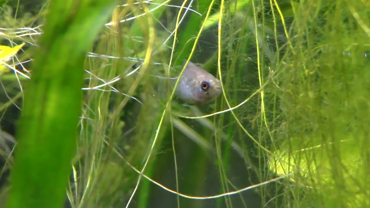 #BADC2022 / Clear sluggish spring-fed stream near Wekiva River, Florida, USA, 40 L