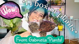 Gabriella Plants *HAUL* ! + changing up  a space with new plants 🌱