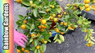 Citrus Harvest! Kaffir Limes, Calamansi/Calamondin, & Meyer Lemon