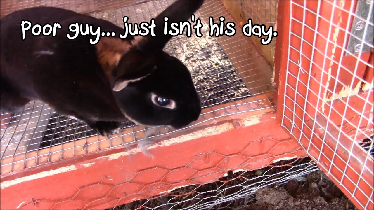 Making Banana Chips & 1st Attempt Breeding Rabbits YouTube