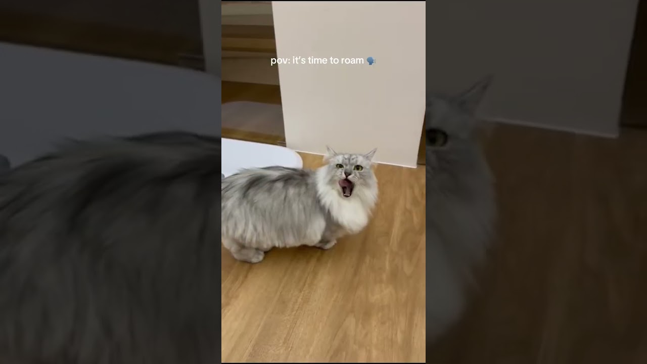 Roaming Time! 🐾 Tiny Paw Hotel Guest Adventures