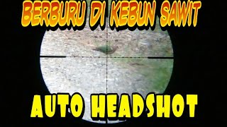 Suara Burung Delimukan Atau Punai Tanah Di Jamin Work 100