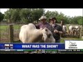 Beef cow licky mclickerson licks reporter