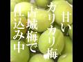 あるナースの夜中の梅しごと・古城梅で甘いカリカリ梅仕込み中