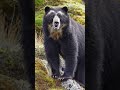 #shorts #animals a Spectacled bear (Tremarctos ornatus), South America's only native bear species.