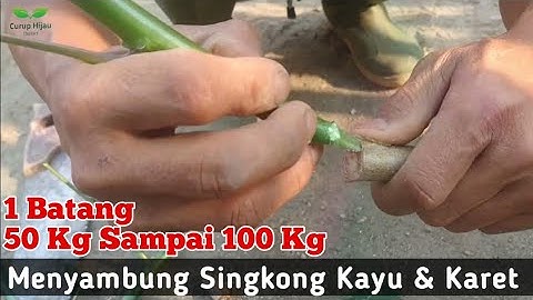 cara menyambung singkong karet dengan singkong biasa