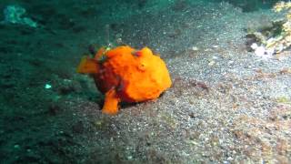 Painted Frogfish, Hairy Frogfish