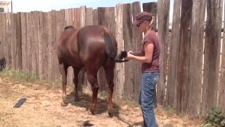 Equine tail bags, Happy Tails