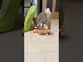 どこ見ても可愛い😍#DoubleTapBeat#ちゃちゃまる #cat #catvideos #猫#shorts#虹深ぬふ