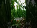 Kheto ki haryali🌾🌿🌼💐 #हरियाली #किसान #anuj_kg312 #अनुज_कुमार #यूपी #shorts #viralvideo #video