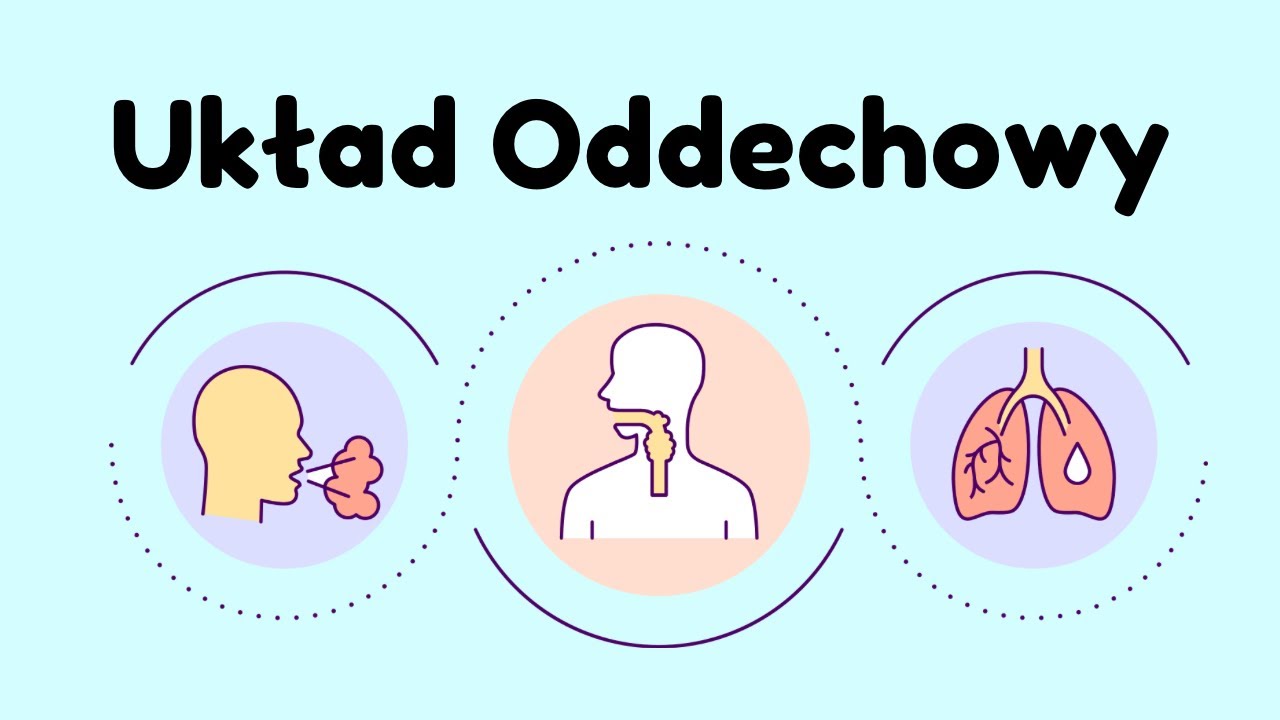 Układ oddechowy budowa i funkcje. Biologia klasa 3 zakres rozszerzony