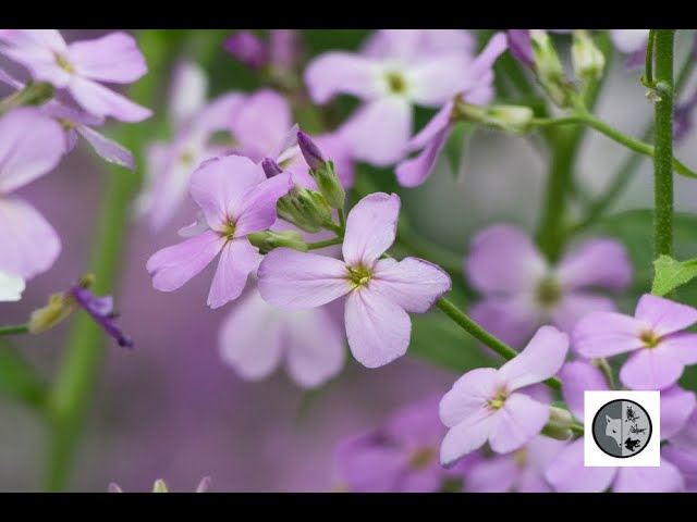 ♫ JULIENNE des Dames Hesperis matronalis ♫ Graines ♫ Ornementale et Mellifère