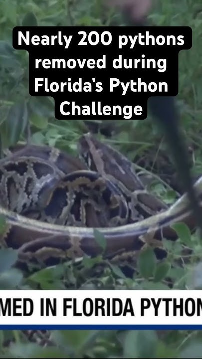 Nearly 200 pythons removed during Florida’s Python Challenge. #florida ...