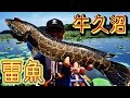 【牛久沼でバス釣り】至近距離サイトでライギョを狙う【サイトフィッシングで雷魚釣り】