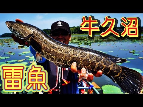 【牛久沼でバス釣り】至近距離サイトでライギョを狙う【サイトフィッシングで雷魚釣り】