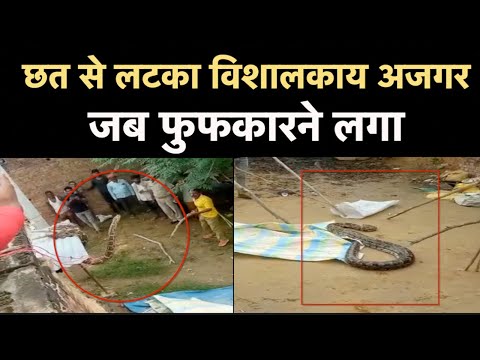 Giant Python found in Barabanki, captured by Forest Department team | NBT Uttar Pradesh