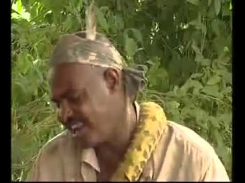 اي اي