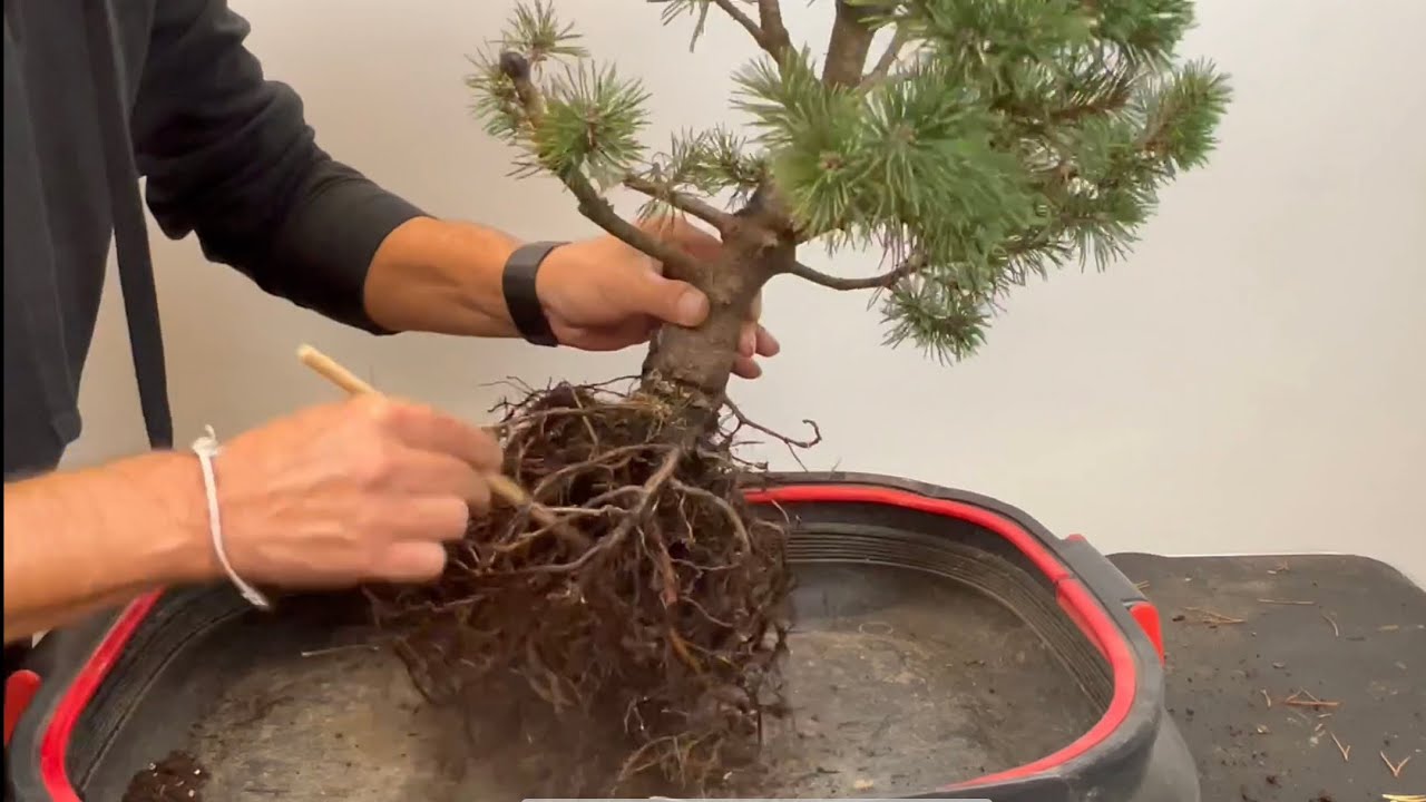 🇫🇷 nous allons rempoter le Pinus Mugo #