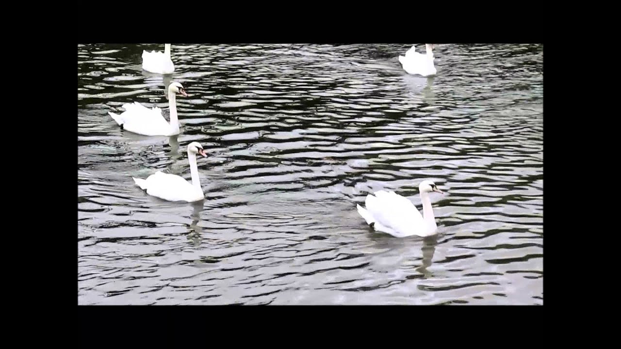 Swan porn or polka on the Tolka