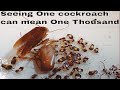 German cockroach - get them before they get you