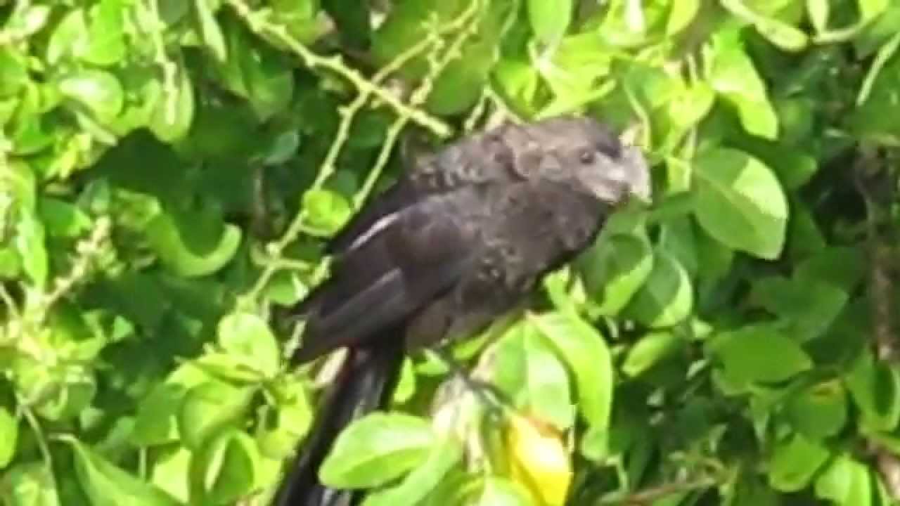 Judio (Garrapatero) Smooth Billed Ani 