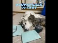 ユキたちの毛で作ったダイヤモンドが完成しました🐶🐱