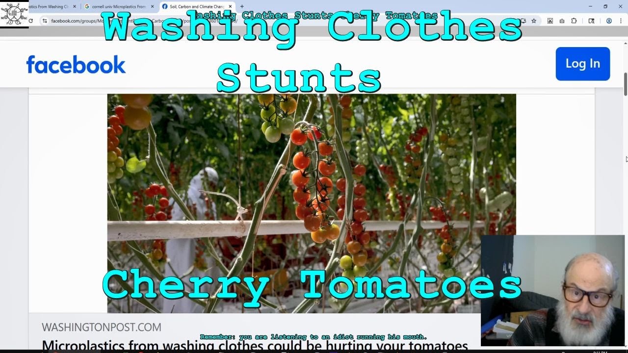Washing Clothes Stunts Cherry Tomatoes