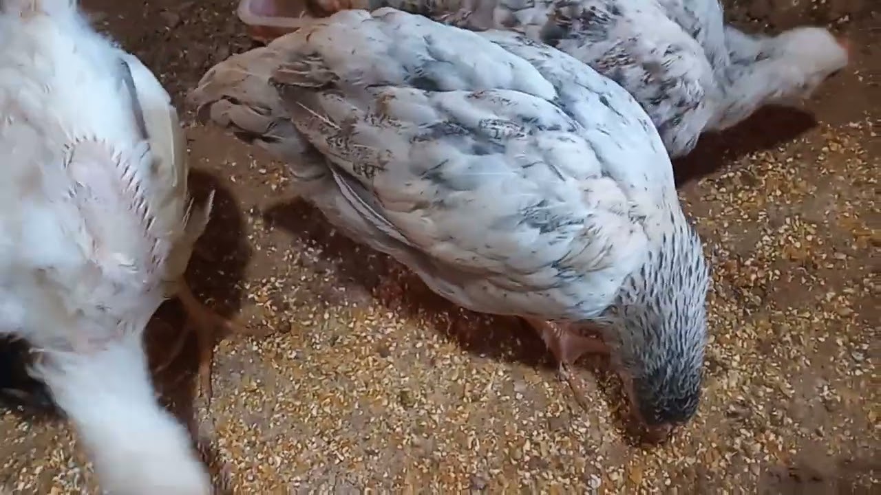 21 de fevereiro de 2026