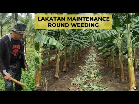 Lakatan Banana Maintenance 