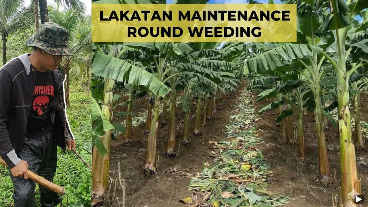 Lakatan Banana Maintenance 