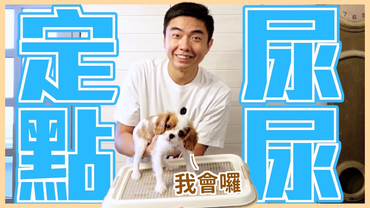 原來圍欄要這樣放！零失敗教會狗狗定點大小便｜熊爸到你家EP.1