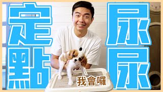 原來圍欄要這樣放！零失敗教會狗狗定點大小便｜熊爸到你家EP.1