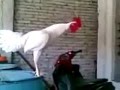 Unbelievable funny laughing rooster