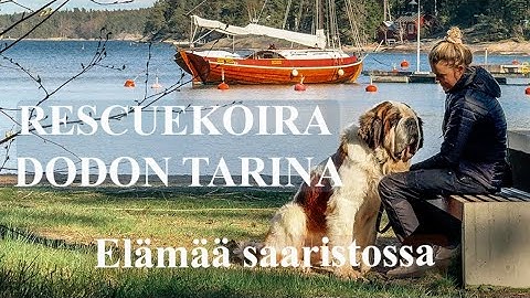 Rescuekoira Dodon tarina ja ekat päivät | Elämää saaristossa