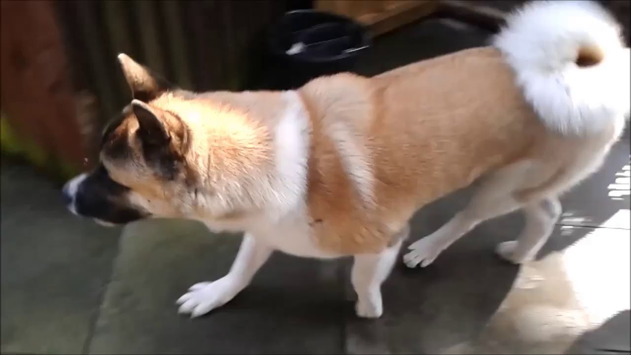 Angry Akita Guard Dog being Aggressive 