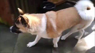 Angry Akita Guard Dog being Aggressive again