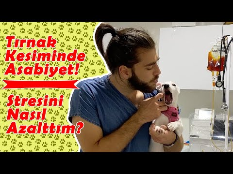 Video: Bir Köpekden Hasta Olmak Mümkün mü?