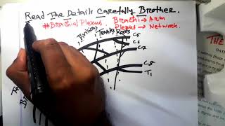 Brachial Plexus full lecture